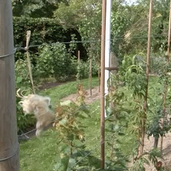 Skydda träd från rådjur och harar Skydda träd från rådjur och harar